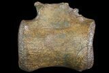 Thescelosaurus? Caudal Vertebrae - Hell Creek Formation #77384-2